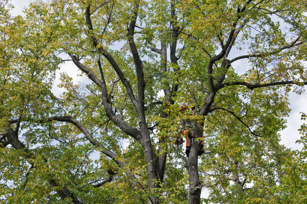 Trusted Hillsdale, NJ Tree Removal Services Experts